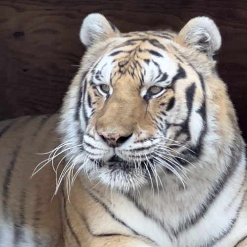 ! a Koshka Siberian Tiger