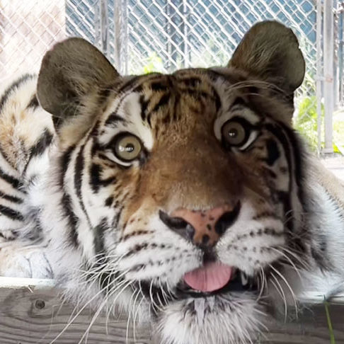 ! a Sestra siberian tiger 5x5