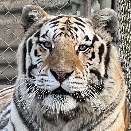 ! a Tuga siberian tiger