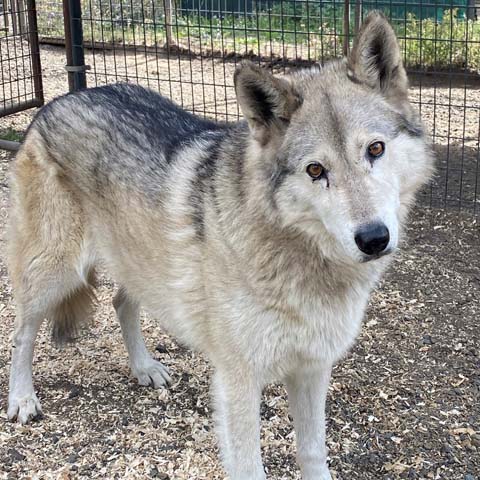 !! a web Akeylah wolfdog