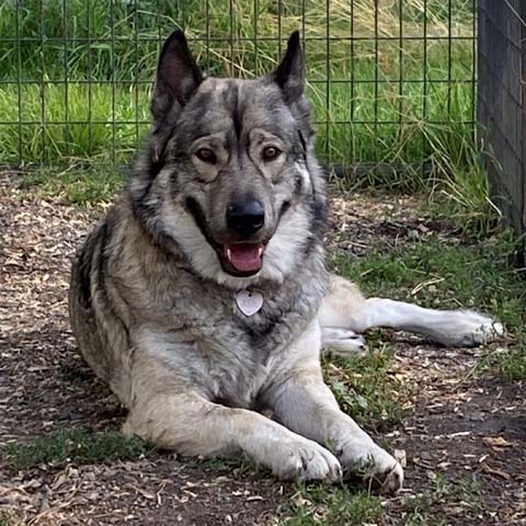 !! a web Fancy smile wolfdog