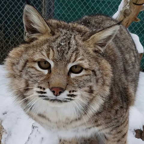 !! a web Stitches in snow