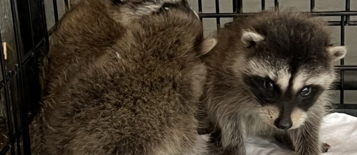 Behind the Scenes: How Wildlife Rehab Happens at Cat Tales