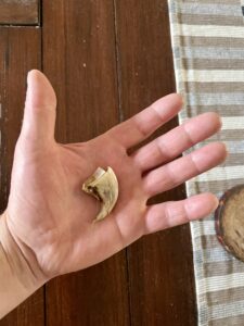 claw tip from a white tiger in the palm of a hand