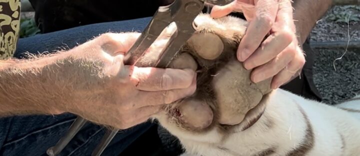 When a Tiger Needs a Manicure: Nalinās Medical Journey