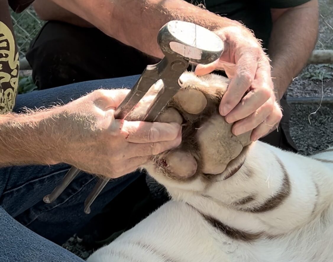 human hands holding large tiger paw and a farrier tool