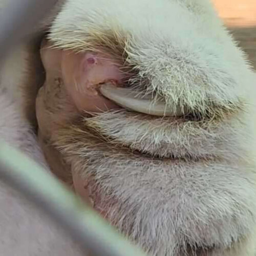 Close up of an ingrown claw needing a trim