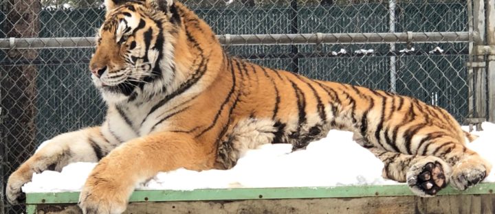 Visiting in the Winter