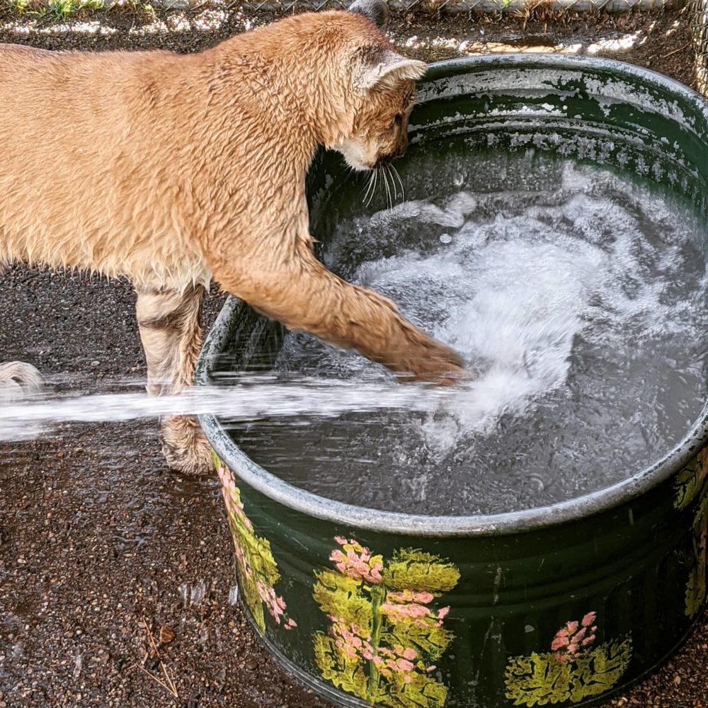 Young puma playing in the water