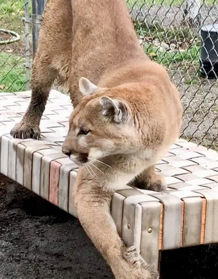 Puma scratching on a fire hose platform at Cat Tales Wildlife Center