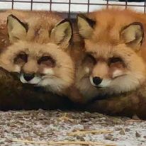 Todd n Trix as littles