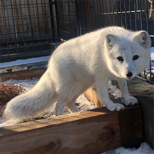Buddy arctic fox 5x5
