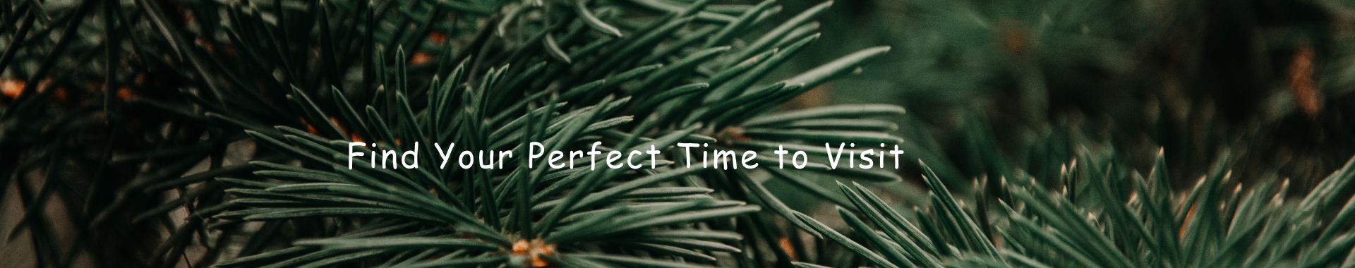 Pine needles close up