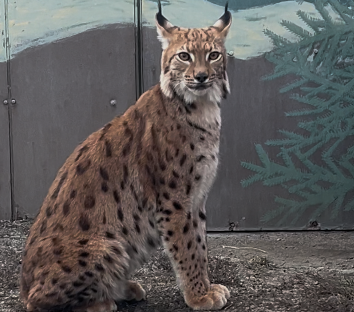 Meet Taz: Our New Carpathian Lynx Resident